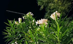 কাঠগোলাপ